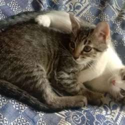 Котята в добрые руки в Рязани фото 5