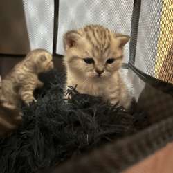 Котята шотландские вислоухие в Перми фото 3