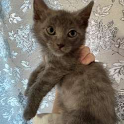 Котята в Якутске фото 7