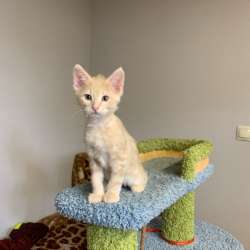 Котенок
