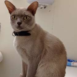 Котята Бурма Европейская