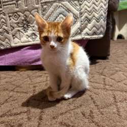 Котята в добрые руки! в Новокузнецке фото 3