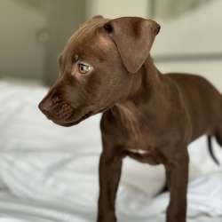 American puppy for sale Dubai