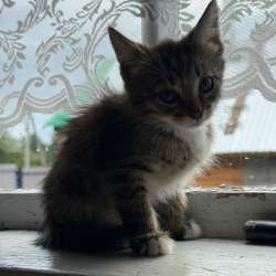 Котята