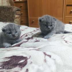 Продам котят фото 5