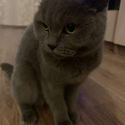 Отдам кошку в добрые руки!!!