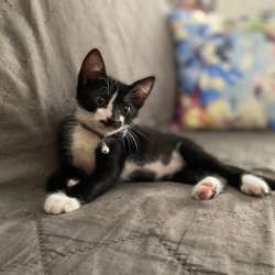 Черные котята-малыши ищут дом в Санкт-Петербурге фото 4
