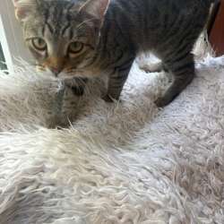 Котенок