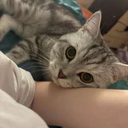 Отдаем кота в добрые руки