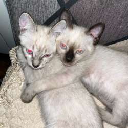 Сиамские котята
