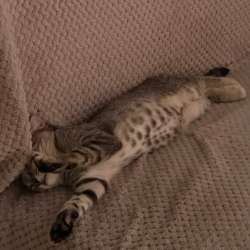 Котёнок в добрые руки в Москве