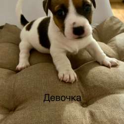 Продам щенят