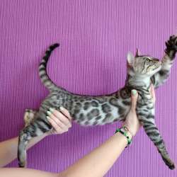 Бенгальские котята фото 3
