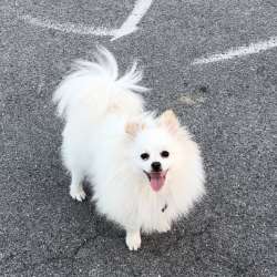 Померанский шпиц