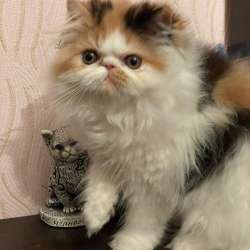 Питомник предлагает котят EXO