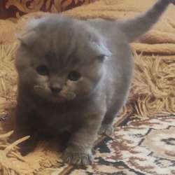 Котята шотландцы британцы фото 4