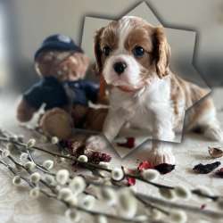 Cavalier king девочка и мальчики фото 3