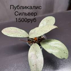 Хойи в Нягани фото 4