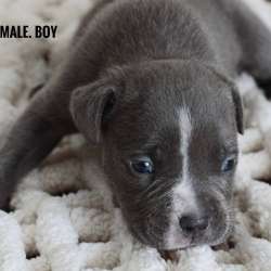 American bully Standart фото 3