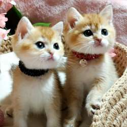 Кошки на продаже в Грозном