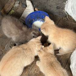 Отдам котят в добрые руки!