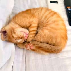 Котенок 1,5 месяца