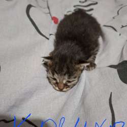 Котята , ищут дом в Костроме фото 8