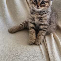 Шотландские котята фото 14
