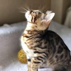 Бенгальские котята фото 16