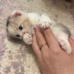 шотландские котята в Липецке фото 5
