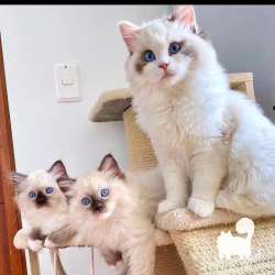 Качественные котята Рэгдолл на переезд фото 3