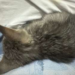 Котенок девочка