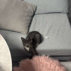 Отдам котенка