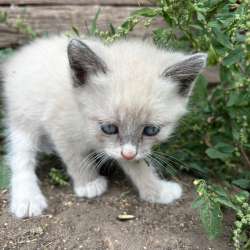 Отдам котят в Котовске фото 4