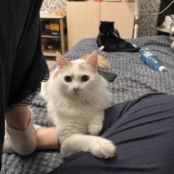 Отдам кота в добрые руки