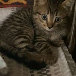 Котятки в добрые руки