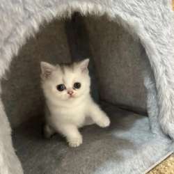 Шотландские котята в Кирово-Чепецке фото 4