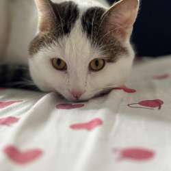 отдам кота в добрые руки в Киришах