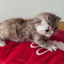 Scottish fold. male, Scottish strait female. Document фото 7