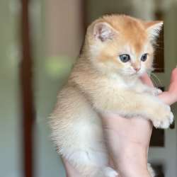 Котик британець золота шиншила