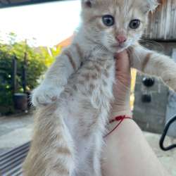 Котята ищут дом в Краснодаре фото 4