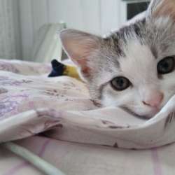 Отдам котенка в добрые руки