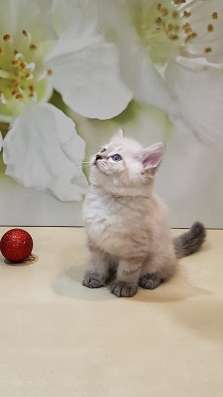 СИБИРСКИЙ КОТЁНОК С РОДОСЛОВНОЙ