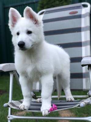 Puppies of a White Swiss Shepherd Dog