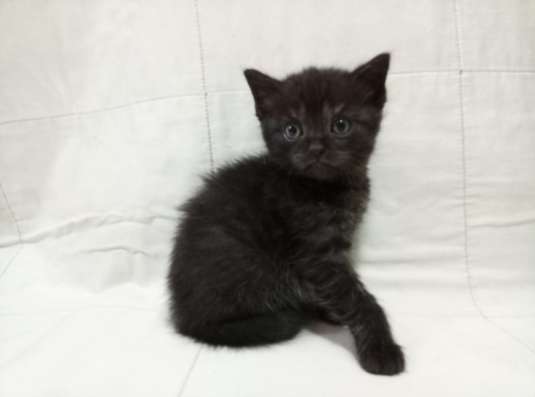 Отдам котенка