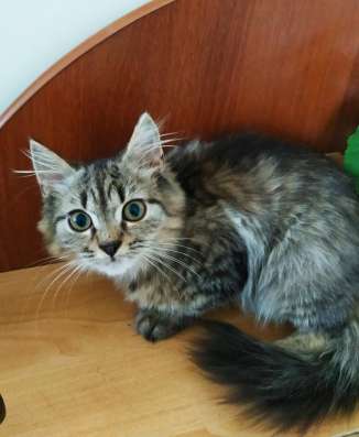 Шотландский котик хайленд
