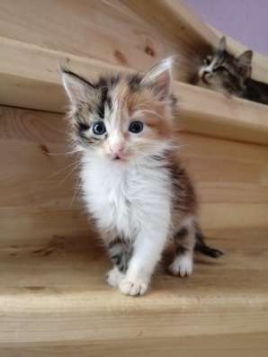 Котята в Ростове-на-Дону фото 7