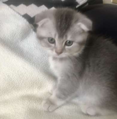 Шотландские котята фото 3