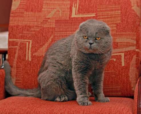 Вислоухий котик Фред ищет добрые руки