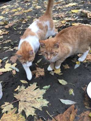 Котятам нужен дом в Москве фото 5